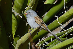 Spizella atrogularis