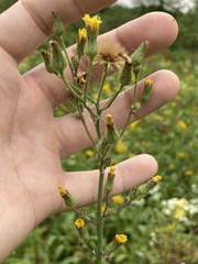 Hieracium longipilum