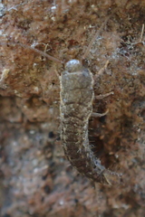 Allacrotelsa spinulata