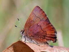 Callophrys augustinus