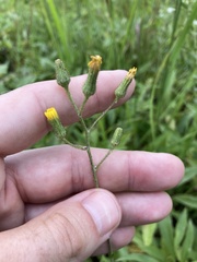Hieracium longipilum