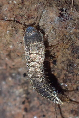 Allacrotelsa spinulata