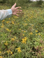 Hieracium longipilum