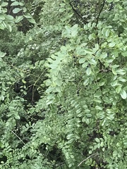 Styphnolobium affine