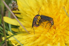 Chauliognathus magellanicus