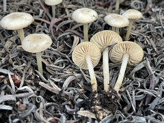 Marasmius albogriseus