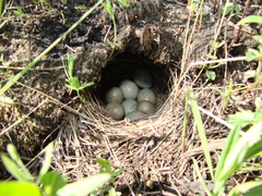 Saxicola stejnegeri