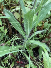 Hieracium longipilum