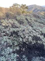 Marasmius albogriseus