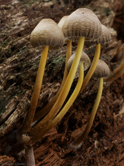 Mycena inclinata