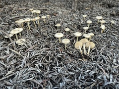 Marasmius albogriseus