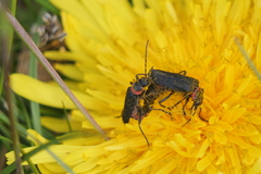 Chauliognathus magellanicus