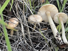 Leucoinocybe lenta