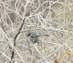 Psaltriparus minimus