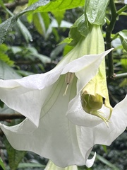 Brugmansia suaveolens