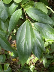 Celtis tetrandra