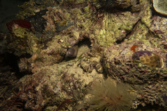 Gymnothorax thyrsoideus