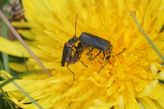 Chauliognathus magellanicus