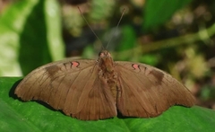 Dophla evelina