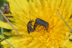 Chauliognathus magellanicus