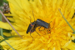 Chauliognathus magellanicus