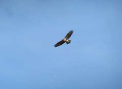 Buteo japonicus