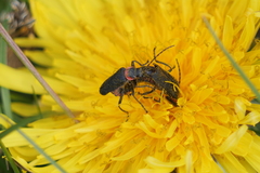 Chauliognathus magellanicus