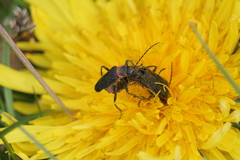 Chauliognathus magellanicus