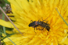 Chauliognathus magellanicus
