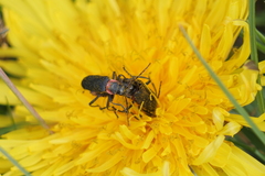 Chauliognathus magellanicus