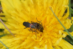 Chauliognathus magellanicus