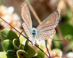 Pseudolucia chilensis