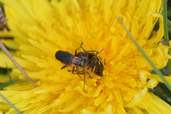 Chauliognathus magellanicus