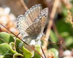 Pseudolucia chilensis
