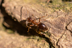 Prenolepis nitens