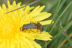 Chauliognathus magellanicus