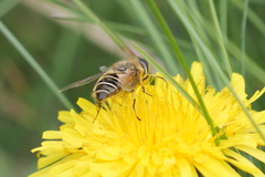 Eristalis croceimaculata