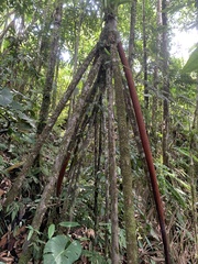 Socratea exorrhiza