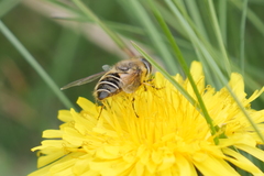 Eristalis croceimaculata