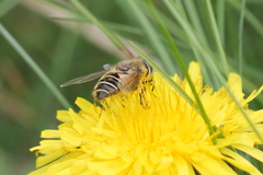 Eristalis croceimaculata