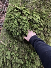 Dendroalsia abietina