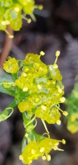 Lomatium parvifolium
