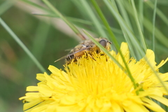 Eristalis croceimaculata