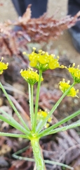 Lomatium parvifolium