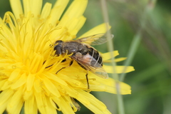 Eristalis croceimaculata