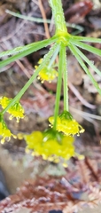 Lomatium parvifolium