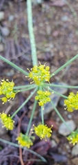 Lomatium parvifolium