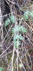Lomatium parvifolium