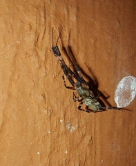 Zosis