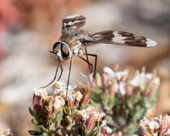 Macrocondyla philippii